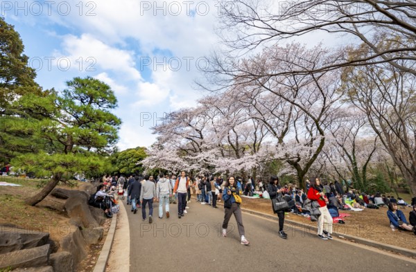 Visitors walking through the park under cherry blossoms, Yoyogi Park, Hanami Festival, Shibuya