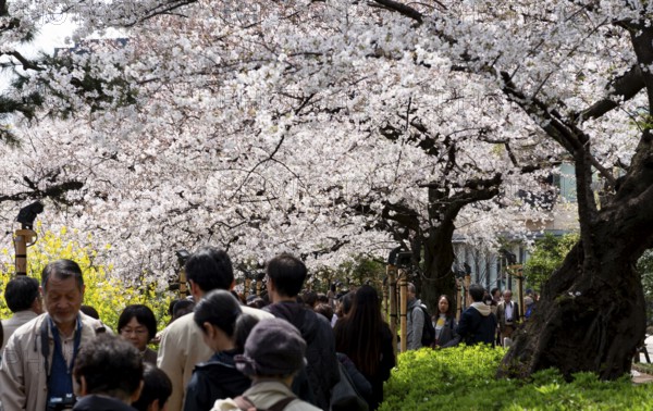 People walking under blooming cherry trees, Japanese cherry blossoms in spring, Hanami Festival,