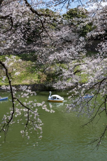 Chidorigafuchi Canal with rowing boats, blooming cherry trees on the shore, castle moat, Japanese