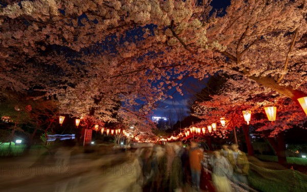 People walking through the park, blooming cherry trees and illuminated lanterns with Japanese