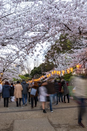 People walking through the park, blooming cherry trees and illuminated lanterns with Japanese