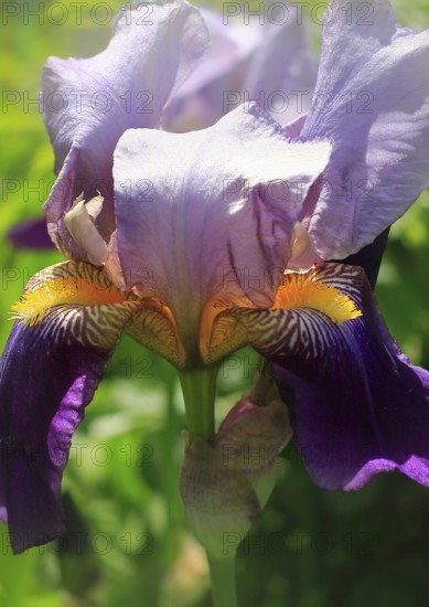 German Lily Hybrid (Iris germanica x hybrid), Flower, North Rhine-Westphalia, Germany