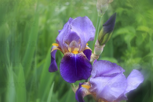German Lily Hybrid (Iris germanica x hybrid), Flower, North Rhine-Westphalia, Germany