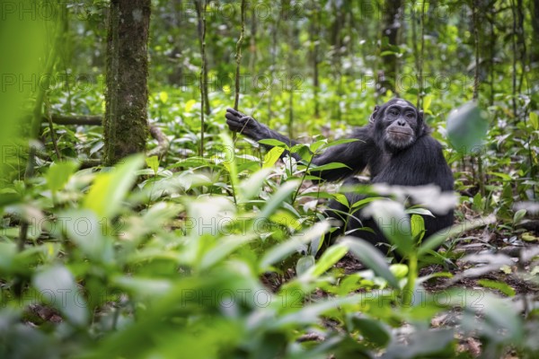 Chimpanzee (Pan Troglodytes) among green leaves, adult male among leaves in the jungle, Kibale