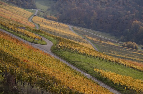 Vineyard, vines, grapevines, viticulture, graphic, Oberstenfeld, Bottwartal, Löwensteiner