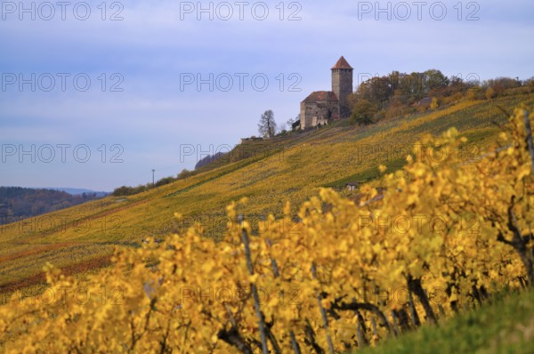 Lichtenberg Castle, Oberstenfeld, Bottwartal, Löwensteiner Mountains, vineyard, vines, viticulture,