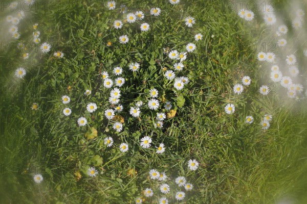 Daisy (Bellis perennis) seen from above in a meadow with alienation, North Rhine-Westphalia,