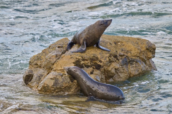 A seal sits on a rock, another in the water next to it, New Zealand fur seal (Arctocephalus