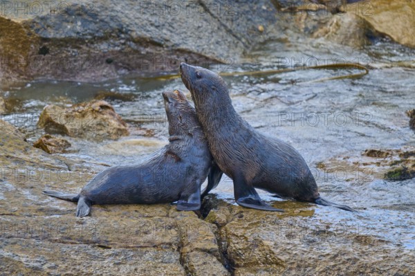 Two seals interact tenderly on a wet rock, New Zealand fur seal (Arctocephalus forsteri), Shag