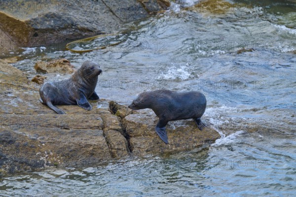 Two seals on a rock at the edge of a flowing body of water, New Zealand fur seal (Arctocephalus