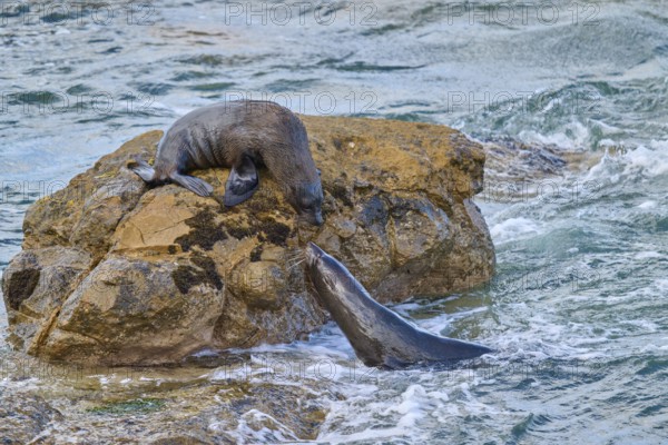 A seal in water approaches one on a rock, New Zealand fur seal (Arctocephalus forsteri), Shag Point