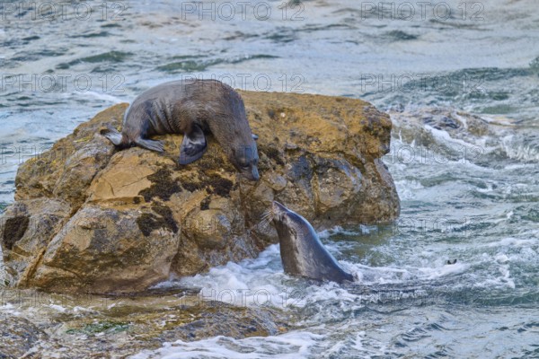 Two seals interact, one on a rock, one in water, New Zealand fur seal (Arctocephalus forsteri),