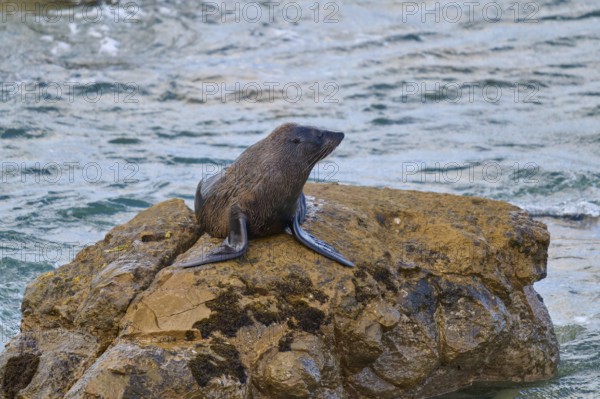 A seal rests on a brown rock in water surrounded by waves, New Zealand fur seal (Arctocephalus