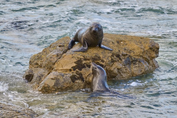 A seal on a rock bends towards one in water, New Zealand fur seal (Arctocephalus forsteri), Shag