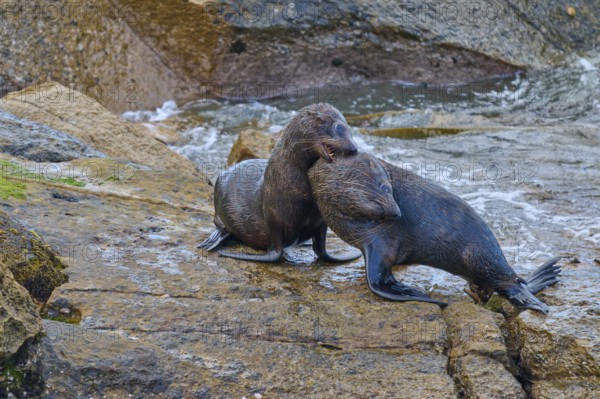 Two seals hug each other tenderly on a rocky ground, New Zealand fur seal (Arctocephalus forsteri),