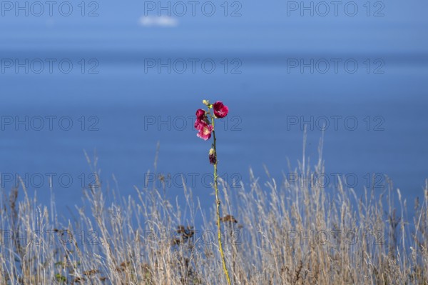Red-blooming mallow (Malva) on the Baltic Sea, Ahrenshoop, Darß, Mecklenburg-Western Pomerania,