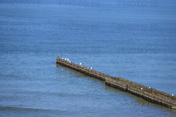 Silver gulls (Larus argentatus) sit on grooms in the Baltic Sea, Ahrenshoop. Darß,