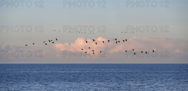 Flying cranes (Grus grus) over the Baltic Sea in the evening, Darß, Mecklenburg-Western Pomerania,