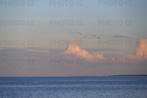 Migrating cranes (wildebeest) in the evening light over the Baltic Sea, Darß, Mecklenburg-Western