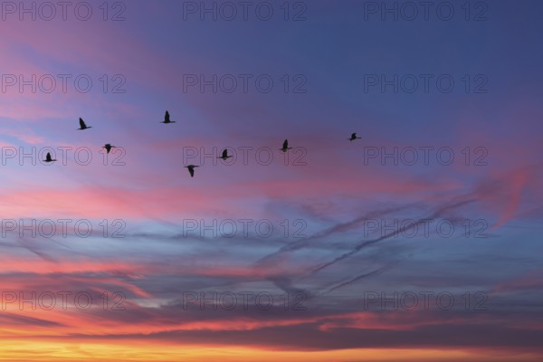 Migrating cranes (wildebeest) in the red evening sky over the Baltic Sea, Darß, Mecklenburg-Western