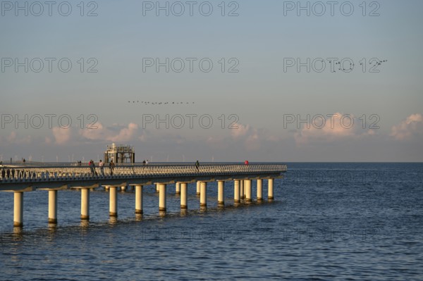 New 720-meter long pier in Prerow opened since October 2024, flying cranes (Grus grus) in the