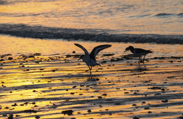 Two oystercatchers (Haematopus ostralegus), juvenile, adult, walk in a row across a wet beach at