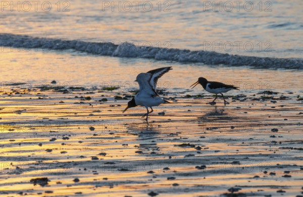 Two oystercatchers (Haematopus ostralegus), juvenile, adult, walk in a row across a wet beach at