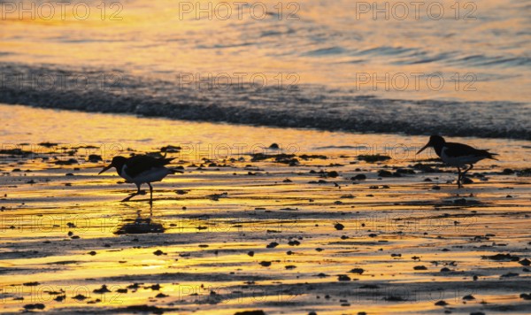 Two oystercatchers (Haematopus ostralegus), juvenile and adult, walk one after the other at sunset