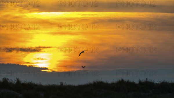 Two herring gulls (Larus fuscus) fly over a landscape, dunes with beach oats (Ammophila), fiery,