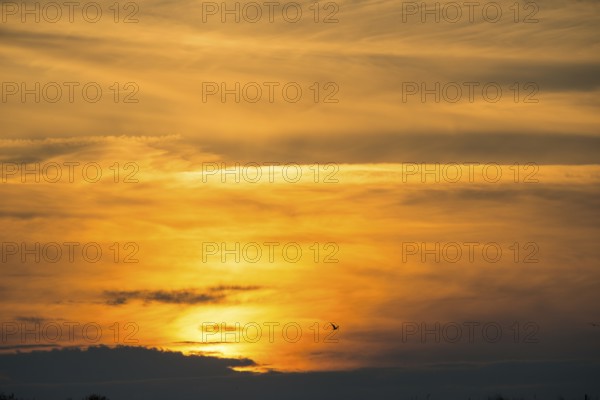 Herring gull (Larus fuscus) flies, fiery, colorful, atmospheric sunset with cloud bank,
