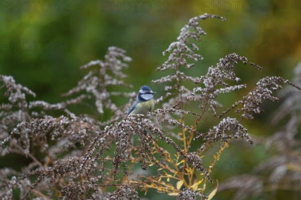 Blue tit (Cyanistes caeruleusan) on a withered Canadian goldenrod (Solidago canadensis), Bavaria,