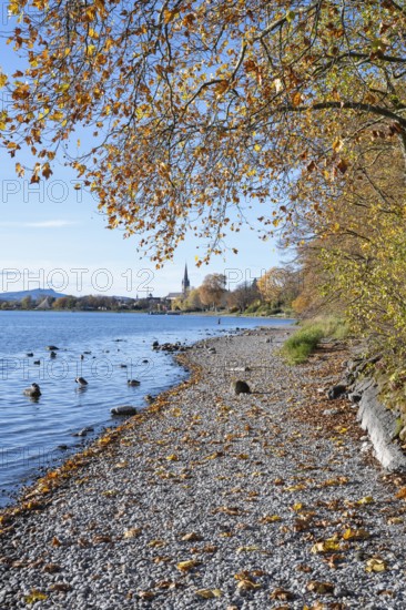 Gravel shore, pebble beach, Lake Constance shore at Mettnaupark near Radolfzell am Lake Constance,