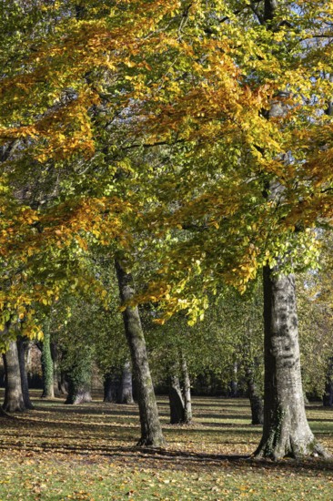 Autumn-colored deciduous trees in Mettnaupark, Mettnau peninsula, Radolfzell am Lake Constance,