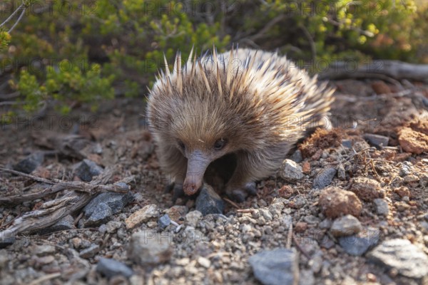An echidna searches for food and rummages through the ground along the path at sunset. Warm light