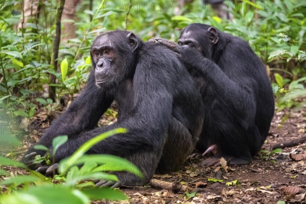 Two chimpanzees (Pan Troglodytes), adult male spawning, grooming in the jungle, Kibale National