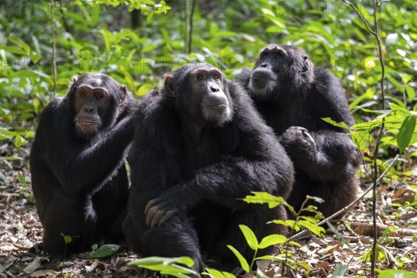 Three chimpanzees (Pan Troglodytes), adult male spawning, grooming in the jungle, Kibale National