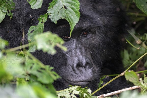 Mountain gorilla (Gorilla beringei beringei), Silverback, between leaves, animal portrait, Bwindi