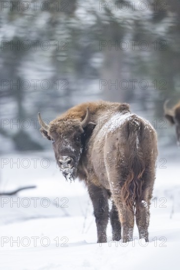 European bison (Bison bonasus) or Wisent standing on a meadow next to the forest in winter, snow,
