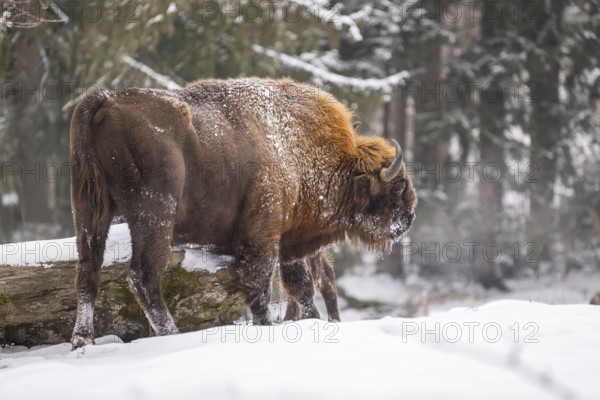 European bison (Bison bonasus) or Wisent standing on a meadow next to the forest in winter, snow,