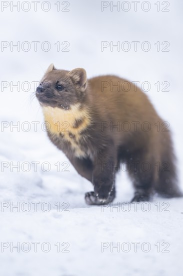 European pine marten (Martes martes) running in the snow in winter, National Park Bavarian Forest,