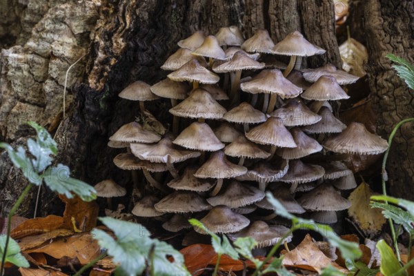 Helmlinge (Mycena), Emsland, Lower Saxony, Germany