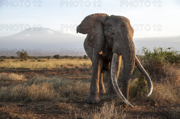 African elephant (Loxodonta africana), the famous Super Tusker elephant Craig, old male with long