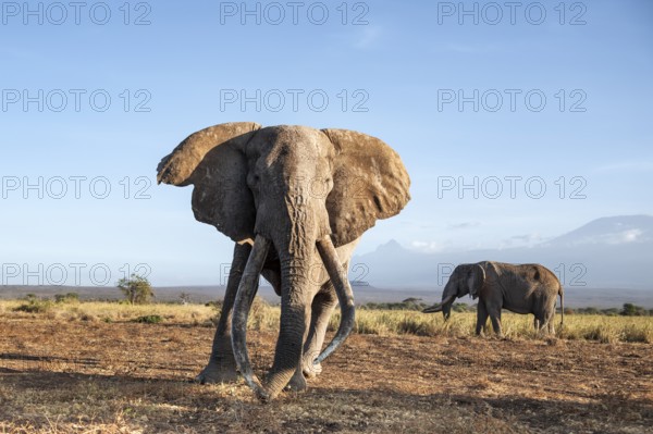 Two African elephants (Loxodonta africana) in a picturesque landscape with the summit of Mount