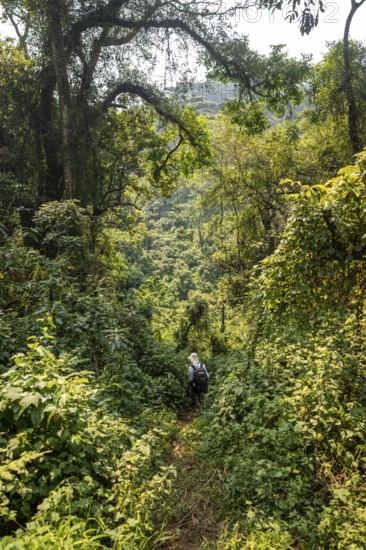 Tourist hiking trail through dense vegetation in tropical mountain rainforest, primeval forest,