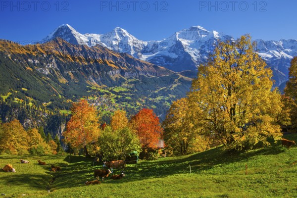Autumn landscape in the hamlet of Sulwald with views of Wengen and Eiger 3967m, Mönch 4110m and