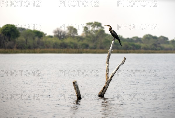African Darter (Anhinga rufa) sitting on a dead tree in the river, Thamalakane River, Okavango