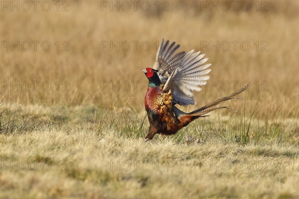 Pheasant, hunting pheasant (Phasianus colchicus), adult male bird courting in a meadow, area