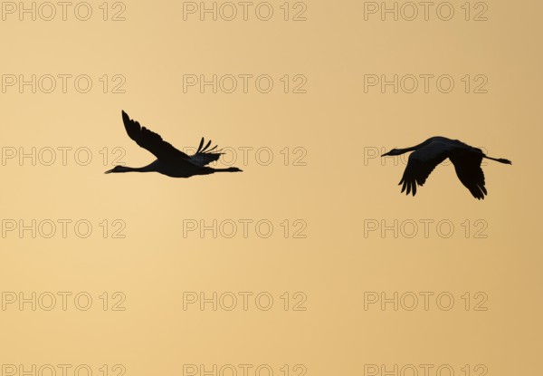 Crane (Grus grus), two cranes flying in the morning light against a warm orange sky, silhouettes,