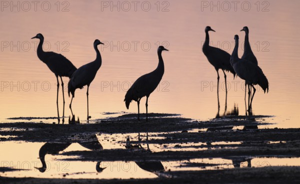Crane (Grus grus), a group of cranes standing in the shallow water zone of a lake in warm, orange