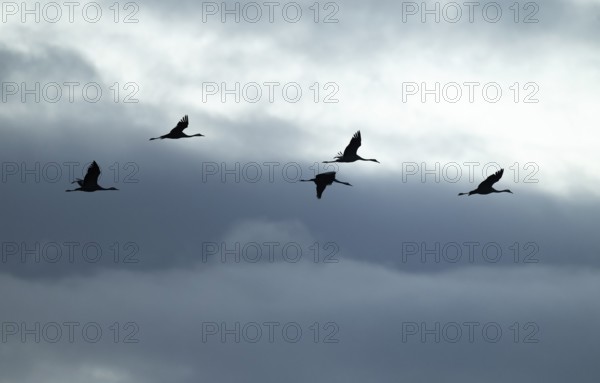 Crane (Grus grus), cranes flying against a bright sky with dramatic dark clouds, silhouettes, Lower